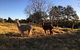 Muswellbrook Northside Bed & Breakfast - thumb 0