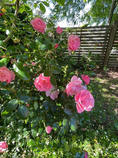 Rosehaven On Rosebud - Darwin Tourism 1