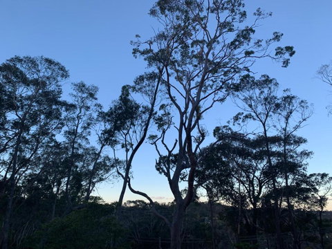 Snooty Fox Bed &Breakfast - Darwin Tourism 3