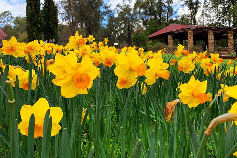 Spring Wildflower (Private) Day Tours - Darwin Tourism 1