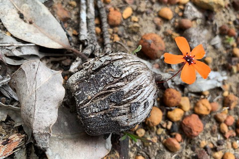 Spring Wildflower (Private) Day Tours - Darwin Tourism 5