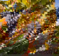 Full Day Tamar Valley Wine Tour - Darwin Tourism