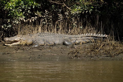 5-Day Best Of Cairns With Daintree, Kuranda, And Great Barrier Reef - Darwin Tourism 5