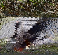 Full Day Tour in the Daintree - Darwin Tourism