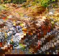 Full-day Springbrook National Park Tour from the Gold Coast - Darwin Tourism