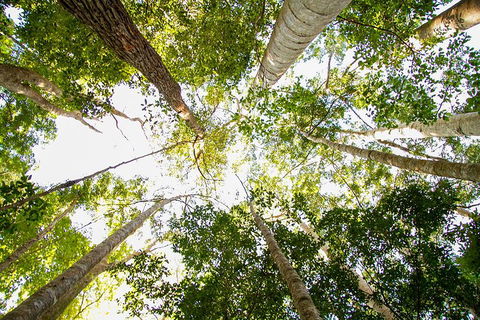 Fraser Island 4WD Tour From Noosa - Darwin Tourism 0