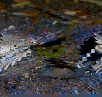 Glow Worms Private Tour - Nocturnal Rainforest Walk - Darwin Tourism