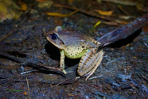 Glow Worms Private Tour - Nocturnal Rainforest Walk - Darwin Tourism 0