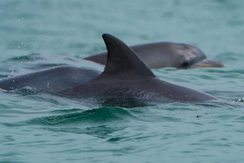 Noosa Oceanrider Scenic Dolphin Safari - Darwin Tourism 1