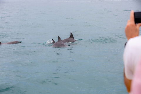 Noosa Oceanrider Scenic Dolphin Safari - Darwin Tourism 2
