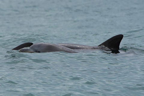 Noosa Oceanrider Scenic Dolphin Safari - Darwin Tourism 3
