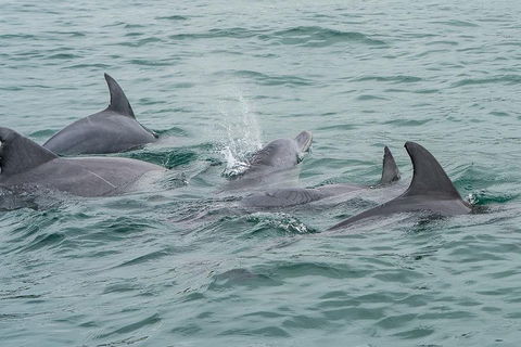Noosa Oceanrider Scenic Dolphin Safari - Darwin Tourism 5