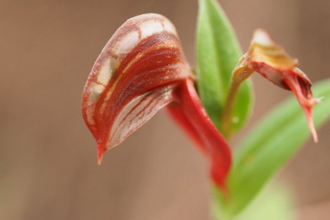 Wave Rock, Wild Flowers And Astro Photography - Darwin Tourism 2