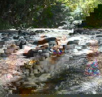 Daintree Rainforest Cape Tribulation Mossman Gorge Small-Group Day Tour - Darwin Tourism