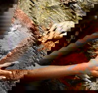 Ngana Julaymba Dungay - Full Day - Darwin Tourism