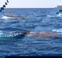 Noosa Whale Watching - Darwin Tourism