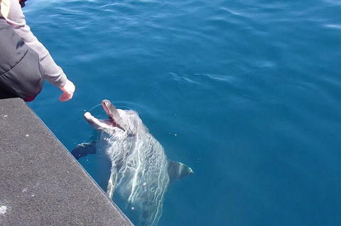 Noosa Wild Dolphin Safari - Darwin Tourism 0