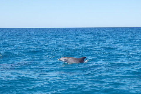 Noosa Wild Dolphin Safari - Darwin Tourism 1