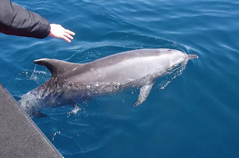 Noosa Wild Dolphin Safari - Darwin Tourism 2