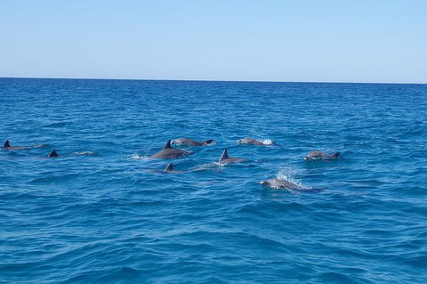 Noosa Wild Dolphin Safari - Darwin Tourism 3