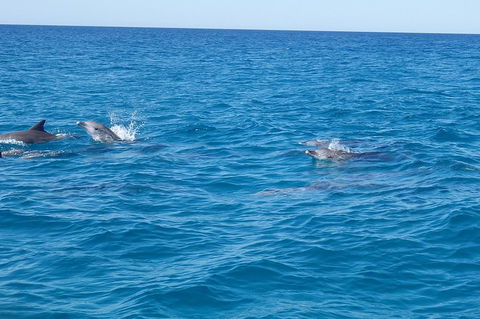Noosa Wild Dolphin Safari - Darwin Tourism 4