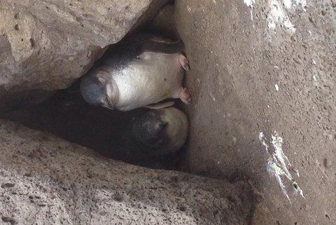 Food Tour Melbourne - St Kilda - Darwin Tourism 3