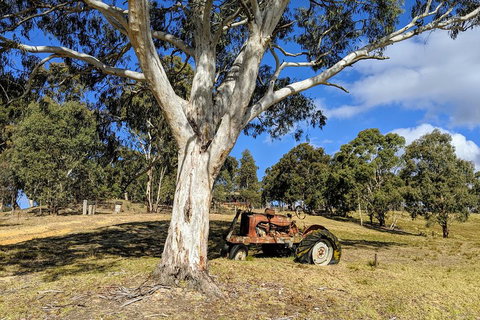 Blue Mountains Private Tour - Wild Kangaroos, Waterfalls And The Three Sisters - Darwin Tourism 1