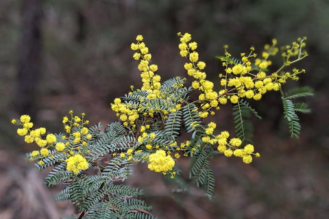 Blue Mountains Private Tour - Wild Kangaroos, Waterfalls And The Three Sisters - Darwin Tourism 4