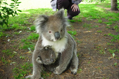 3-Day Adelaide To Melbourne Tour Including The Great Ocean Road - Darwin Tourism 3