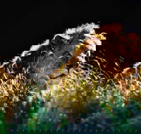 Sydney Taronga Zoo General Entry Ticket - Darwin Tourism