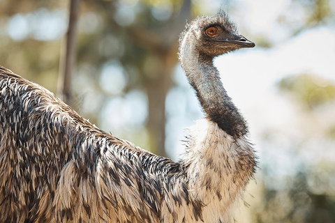 Sydney Taronga Zoo General Entry Ticket - Darwin Tourism 4