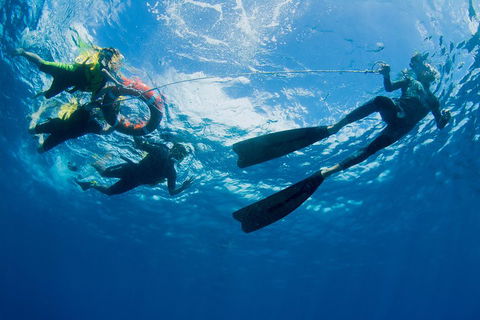 Passions Of Paradise Great Barrier Reef Snorkel And Dive Cruise From Cairns By Luxury Catamaran - Darwin Tourism 2