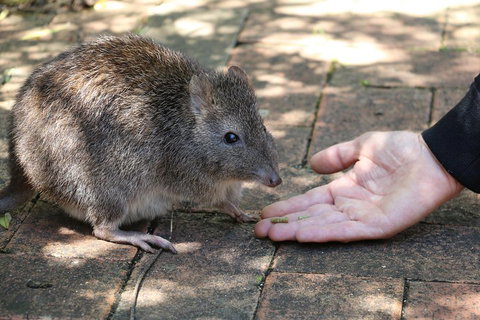 Cleland Wildlife Park Tour From Adelaide Including Mount Lofty Summit - Darwin Tourism 2