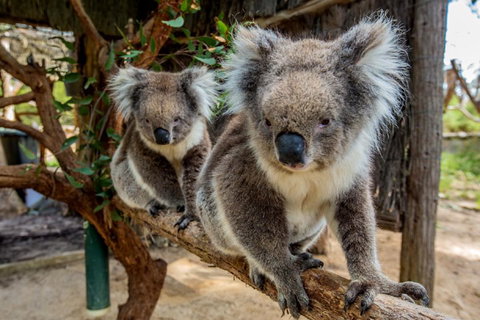 Cleland Wildlife Park Tour From Adelaide Including Mount Lofty Summit - Darwin Tourism 3