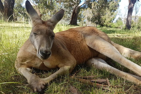 Cleland Wildlife Park Tour From Adelaide Including Mount Lofty Summit - Darwin Tourism 5