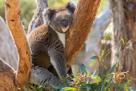 Mount Lofty Hike And Cleland Wildlife Park Day Trip From Adelaide - Darwin Tourism 2