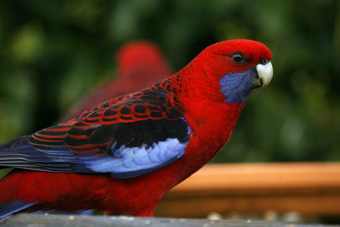 LGBT+ Friendly 2 Day Private Tour Great Ocean Road + Phillip Island - Darwin Tourism 3