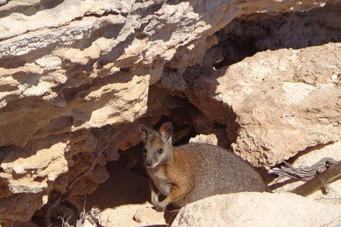 Shipwreck Special Full Day Tour Of The Abrolhos Islands - Darwin Tourism 4