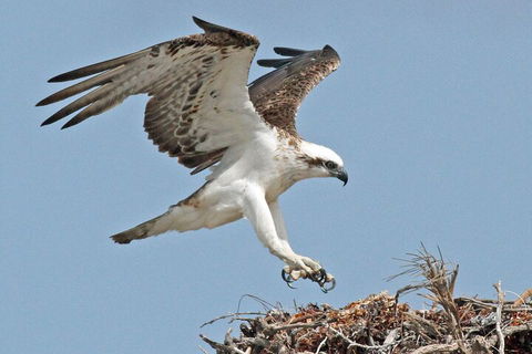 Pink Lake + Abrolhos Islands Nature Tour - Darwin Tourism 3