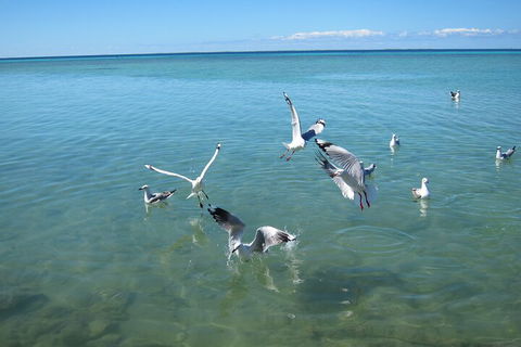 Pink Lake + Abrolhos Islands Nature Tour - Darwin Tourism 5