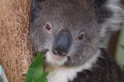 All Inclusive Blue Mountains Small-Group Day Trip From Sydney - Darwin Tourism 1