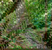 Private Daintree Mossman Gorge Exclusive Nature and Wildlife Focus - Darwin Tourism