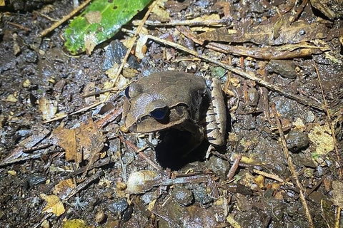 Evening Rainforest & Glow Worm Experience - Darwin Tourism 1