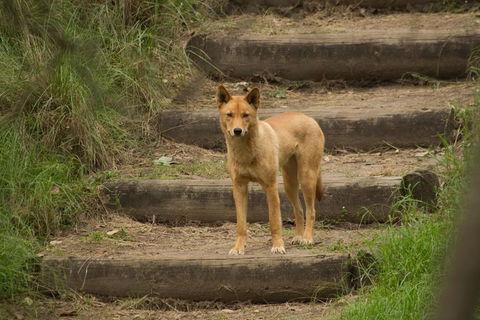 Blue Mountains Small-Group Insider Tour From Sydney - Darwin Tourism 3