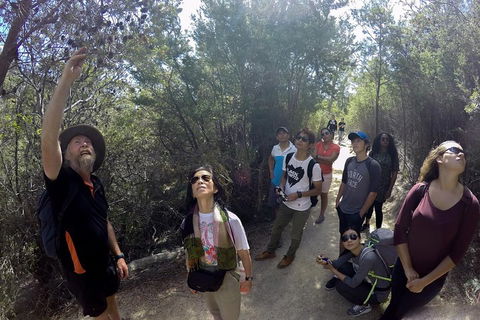 Active Day Tour One-Way From Launceston To Hobart Via Wineglass Bay - Darwin Tourism 0