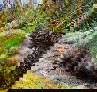 Cradle Mountain National Park Day Tour from Launceston - Darwin Tourism