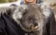 Bonorong Wildlife Park And Richmond Afternoon Tour From Hobart - thumb 2