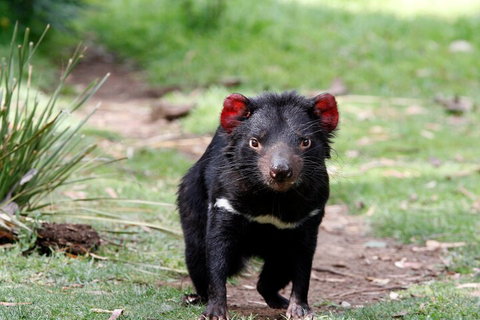 Bonorong Wildlife Park And Richmond Afternoon Tour From Hobart - Darwin Tourism 4