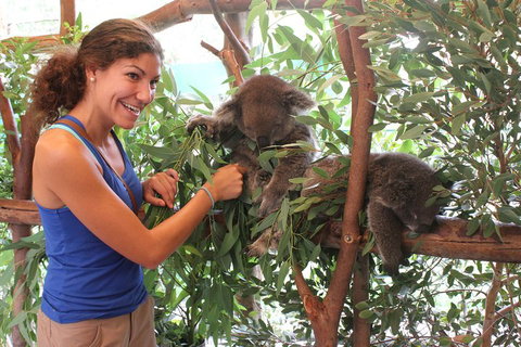 Pinnacles Desert, Koalas And Sandboarding 4WD Day Tour From Perth - Darwin Tourism 5