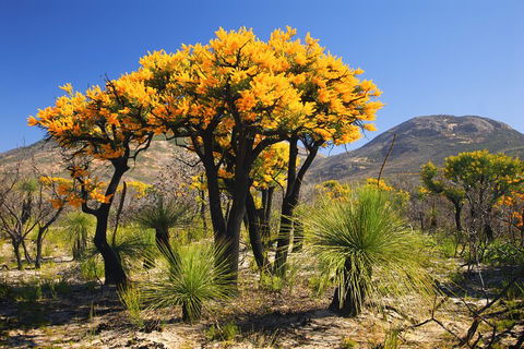 Best Of Perth Wildflower Season Day Trip - Darwin Tourism 3